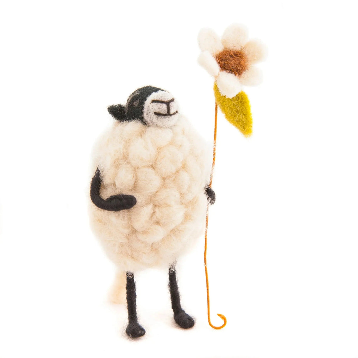 Barbara Sheep Flower